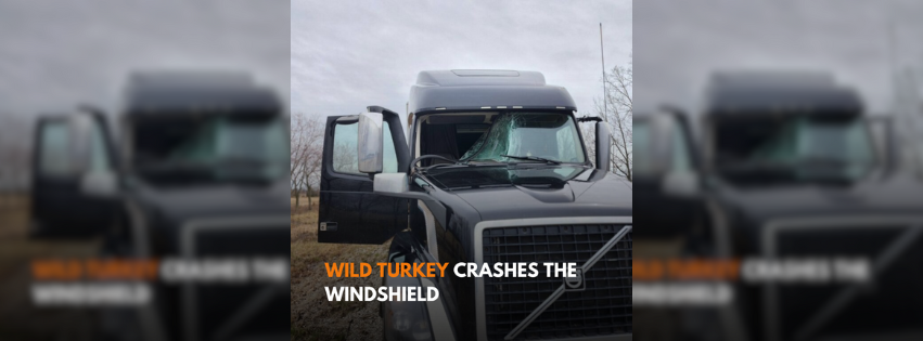Wild turkey survives big rig windshield strike