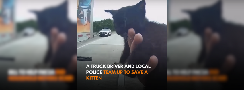 Box truck driver & cop team up to save a kitten on the highway